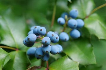 Blue berries of Oregon Grape Root or Mahonia aquifolium or holly-leaved barberry