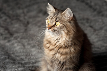A fluffy tabby cat sits on a gray blanket and looks with big yellow-green eyes.