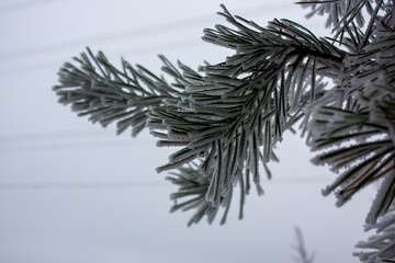 Pine branch covered with snow and hoarfrost on a foggy background.