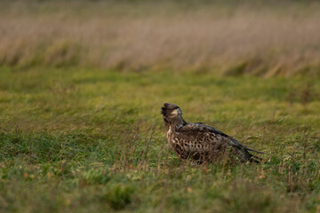 White-tailed eagle in natural environment