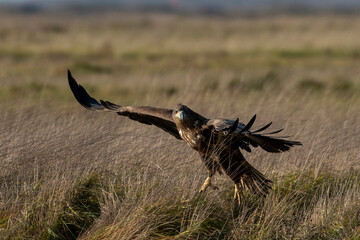 White-tailed eagle in natural environment