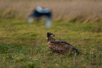 White-tailed eagle in natural environment