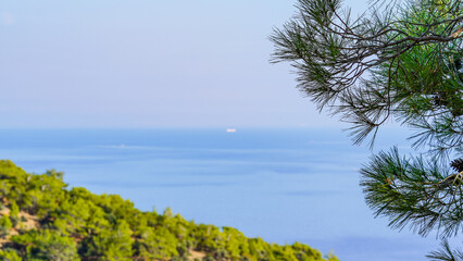 Fototapeta na wymiar Pine tree and Tisan island near mediterranean sea and pine cones and needles, blue sea green tree