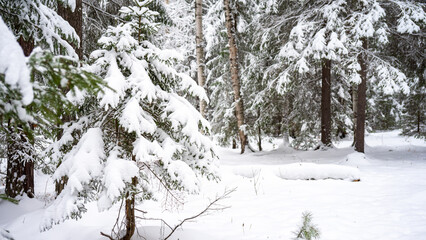 Fluffy young Christmas trees covered with snow among the trunks of pines and birches in the winter forest. Winter landscape. The concept of winter walks