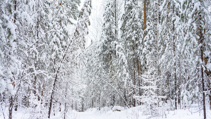 Trees under the weight of snow after snowfall in winter dense forest. Hiking trail in wooded area