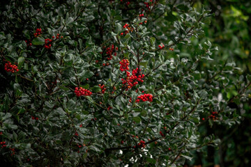 Tree with green leaves and red berries.