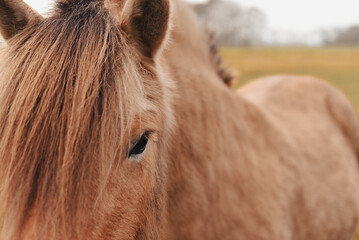 Close-up of beautiful brown horse with long hair