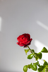 One red rose on a white table.