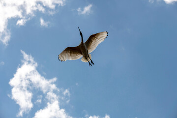 Australian White Ibis (Threskiornis molucca)