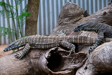 Common Goanna or Lace monitors (Varanus varius)
