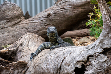 Common Goanna or Lace monitors (Varanus varius)