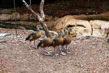Plumed Whistling-Duck (Dendrocygna eytoni)