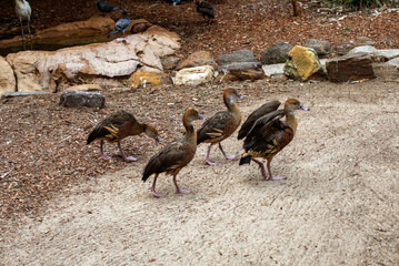Plumed Whistling-Duck (Dendrocygna eytoni)