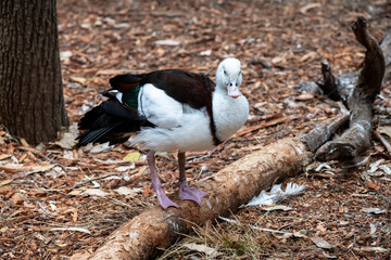 Radjah shelduck (Radjah radjah)