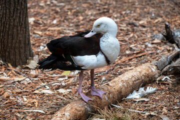 Radjah shelduck (Radjah radjah)