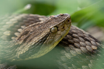 close up of a snake