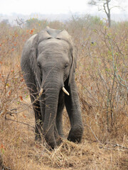 Fototapeta premium Elefante africano.