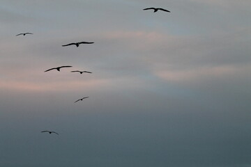 Seagull 