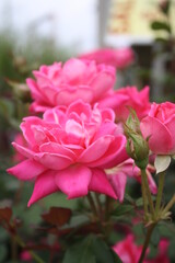 Pink Roses