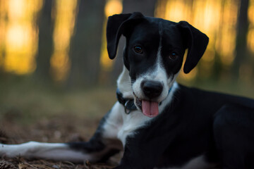 Portrait of a lovely dog ​​in the forest at sunset