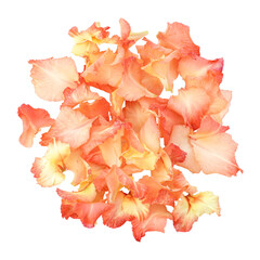 Orange gladiolus flower petals isolated on transparent background