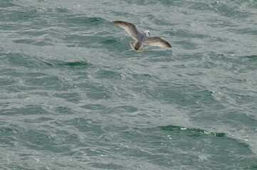 Obraz premium Bird in Flight