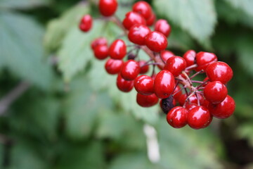 Wild red berries on a green bush