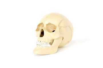 3d image, 3d render of an isolated human skull. Human anatomy.