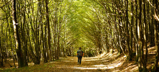 Wandern in der Pfalz