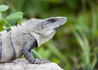 Cozumel Island Wild Iguana Profile