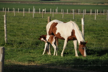Horses in a field