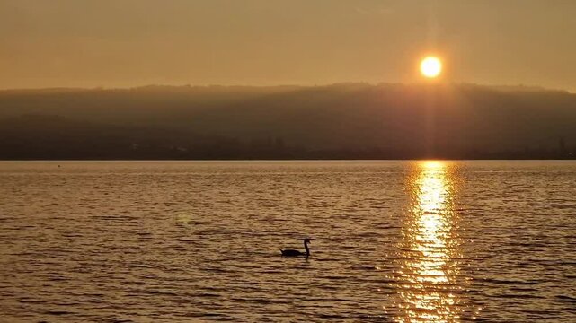 Schwan schwimmt &uuml;ber den Bodensee beim Sonnenuntergang 