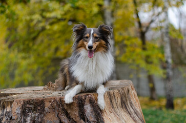 Cute tricolor dog sheltie breed in fall park. Young shetland sheepdog on wooden stump on green grass and yellow or orange autumn leaves