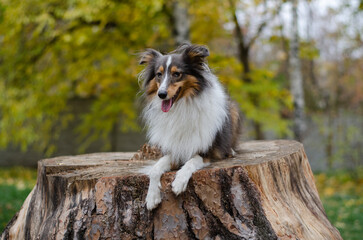 Cute tricolor dog sheltie breed in fall park. Young shetland sheepdog on wooden stump on green...