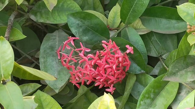 「Ixoroideae」の画像 121 件の Stock 写真、ベクターおよびビデオ Adobe Stock