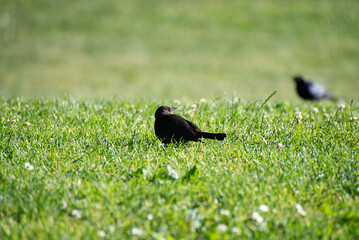 Black bird sitting on green grass in a local park