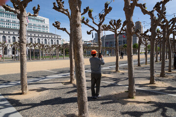 San Francisco Civic Center English Sycamore trees pruned back