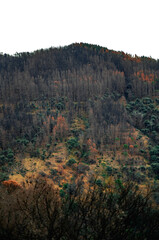 Regeneración de incendio forestal