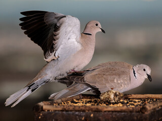 Eurasian collared dove (Streptopelia decaocto).