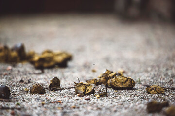 Horse turd on the ground waiting to be cleaned at the ranch