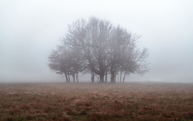 tree in fog