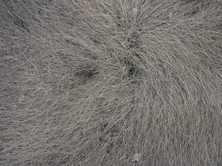 dry gray grass