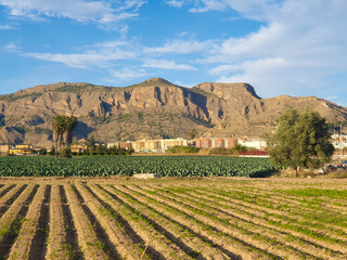 Vega Baja del Segura - Paisajes y primeros planos en la huerta de la comarca del sur de Alicante en la Comunidad Valenciana