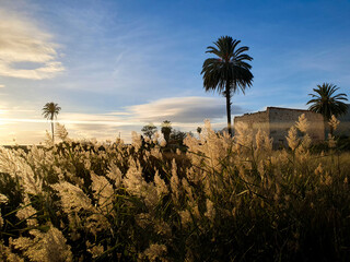 Vega Baja del Segura - Paisajes y primeros planos en la huerta de la comarca del sur de Alicante en la Comunidad Valenciana