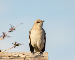 mockingbird on an arbor