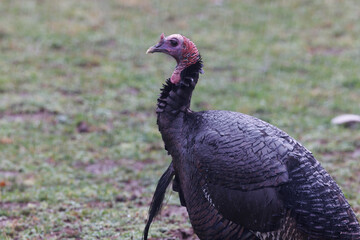 wild turkey in a field