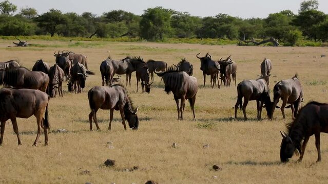 Mating wildebeests within a herd of gnus in Etosha National Park in Namibia, Africa