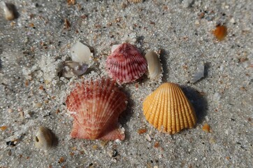 Beautiful colored seashells on the sand