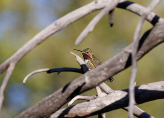 broad tailed hummingbird in a tree