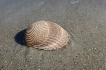Fototapeta na wymiar Beautiful beige seashell on Florida coast, closeup